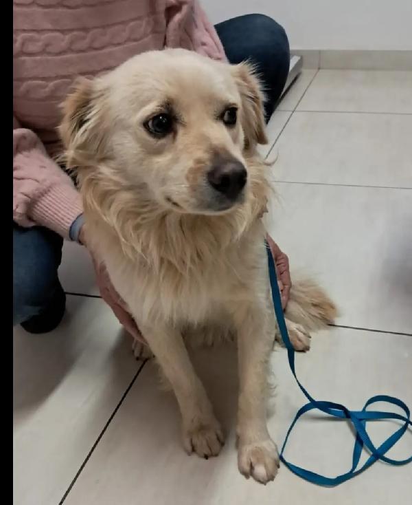 2anni kg12 meraviglioso sbattuto fuori casa! CALABRIA Foto 2